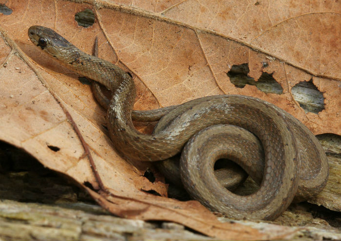 Brown Snake